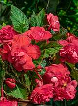 X 25 BEGONIA PENDULA PINK
