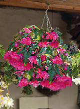 X 25 BEGONIA PENDULA PINK