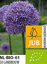 X   25 BIO ALLIUM GLADIATOR
