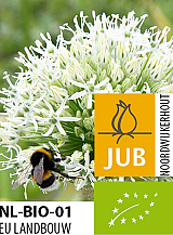 X 25 BIO ALLIUM MOUNT EVEREST