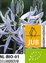 X   25 BIO CAMASSIA CUSICKII