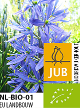 X   25 BIO CAMASSIA LEICHTLINII CAERULEA