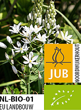 X   25 BIO ORNITHOGALUM SOCHII