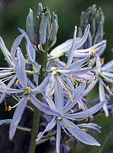 X   25 CAMASSIA CUSICKII