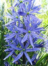 X   25 CAMASSIA LEICHTLINII CAERULEA