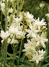 X   25 CAMASSIA LEICHTLINII SEMIPLENA