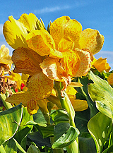 X 25 CANNA CLEOPATRA YELLOW