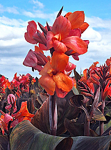 X 25 CANNA PANACHE BLACK