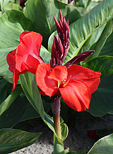 X 25 CANNA RED BEAUTY