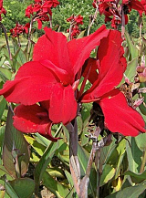 X 25 CANNA RED DAZZLER