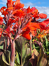 X 25 CANNA SHINING ORANGE