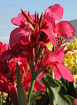 X 25 CANNA SHINING PINK