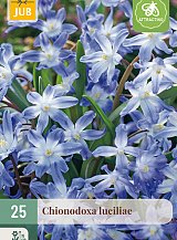 X 25 CHIONODOXA LUCILIAE