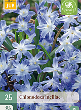 X 25 CHIONODOXA LUCILIAE