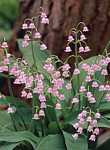X 25 CONVALLARIA MAJALIS ROSEA
