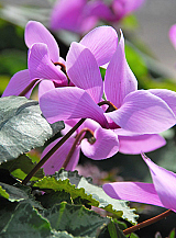 X   25 CYCLAMEN CILICIUM