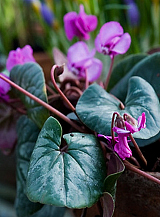X   25 CYCLAMEN COUM HYBRIDEN