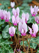 X   25 CYCLAMEN HEDERIFOLIUM (NEAP.)