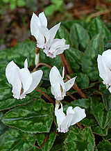 X   25 CYCLAMEN HEDERIFOLIUM ALBUM