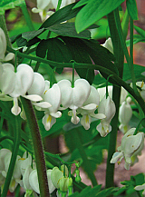 X 25 DICENTRA SPECTABILIS ALBA