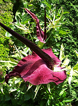 X   25 DRACUNCULUS VULGARIS