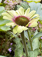 X 25 ECHINACEA GREEN TWISTER