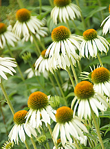 X 25 ECHINACEA WHITE SWAN