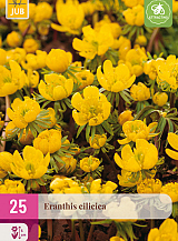 X 25 ERANTHIS CILICICA