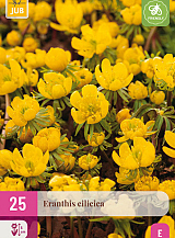 X 25 ERANTHIS CILICICA