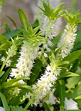 X 25 EUCOMIS AUTUMNALIS