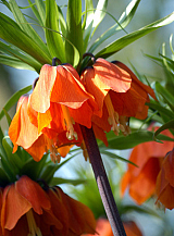 X   25 FRITILLARIA IMP. RUBRA MAXIMA