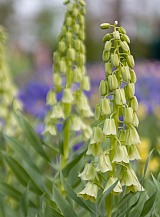 X   25 FRITILLARIA PERSICA IVORY BELLS