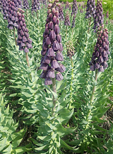 X   25 FRITILLARIA PERSICA PURPLE FAVORITE