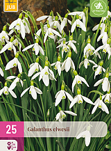 X 25 GALANTHUS ELWESII