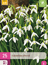 X 25 GALANTHUS ELWESII