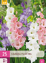 X 25 GLADIOLUS PASTEL MIX