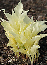 X 25 HOSTA WHITE FEATHER