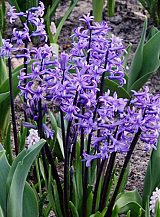 X   25 HYACINTHUS MULTIFLORA BLAUW