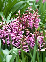 X   25 HYACINTHUS MULTIFLORA ROZE