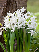 X   25 HYACINTHUS MULTIFLORA WIT