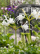 X 25 HYMENOCALLIS FESTALIS