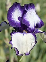 X 25 IRIS GERMANICA LOOP THE LOOP