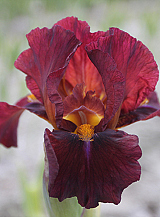 X 25 IRIS GERMANICA RED ZINGER