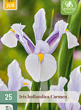 X 25 IRIS HOLLANDICA CARMEN