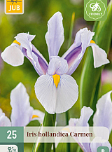 X 25 IRIS HOLLANDICA CARMEN