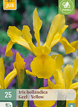 X 25 IRIS HOLLANDICA GEEL NJ