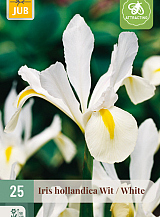 X 25 IRIS HOLLANDICA WIT NJ