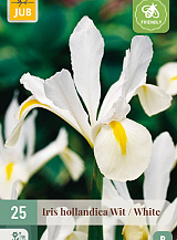 X 25 IRIS HOLLANDICA WIT NJ