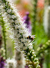 X 25 LIATRIS FLORISTAN WHITE