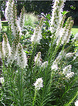 X 25 LIATRIS FLORISTAN WHITE